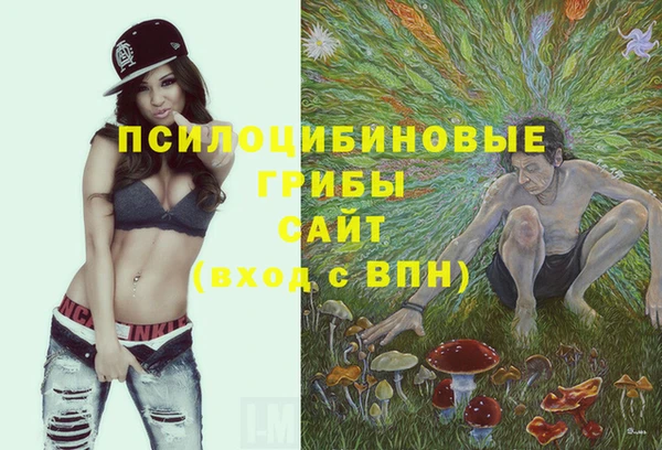 стаф Алзамай