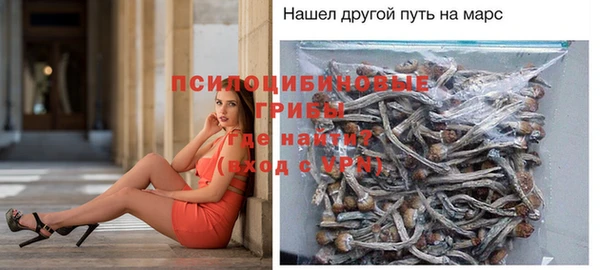 стаф Алзамай