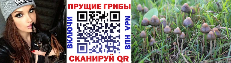 Псилоцибиновые грибы Magic Shrooms  Таруса 